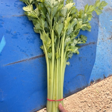 香芹