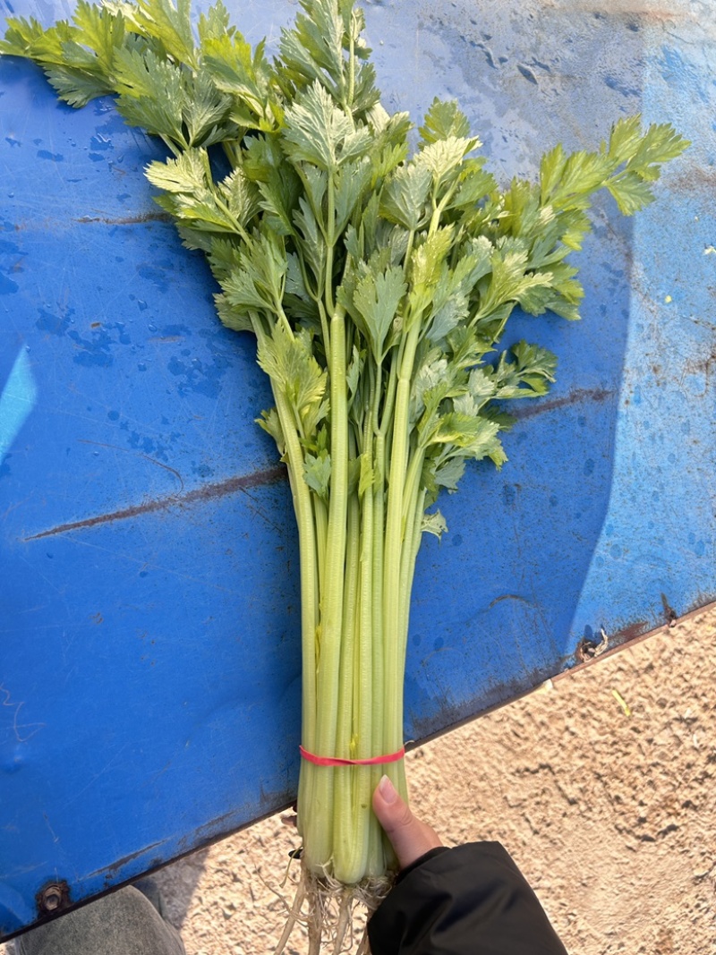 香芹