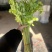 香芹