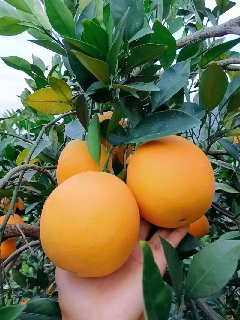 脐橙