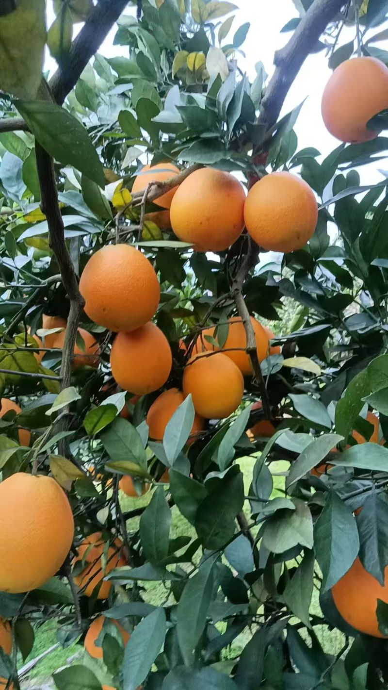 脐橙
