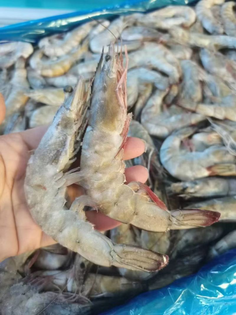 白虾，型号齐全价格优美，欢迎私聊