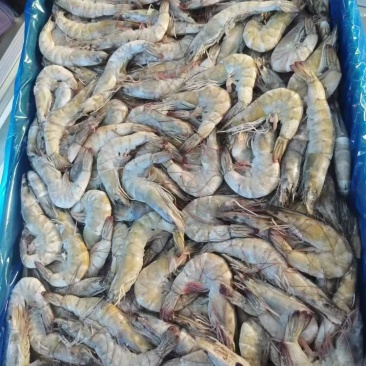 白虾，型号齐全价格优美，欢迎私聊