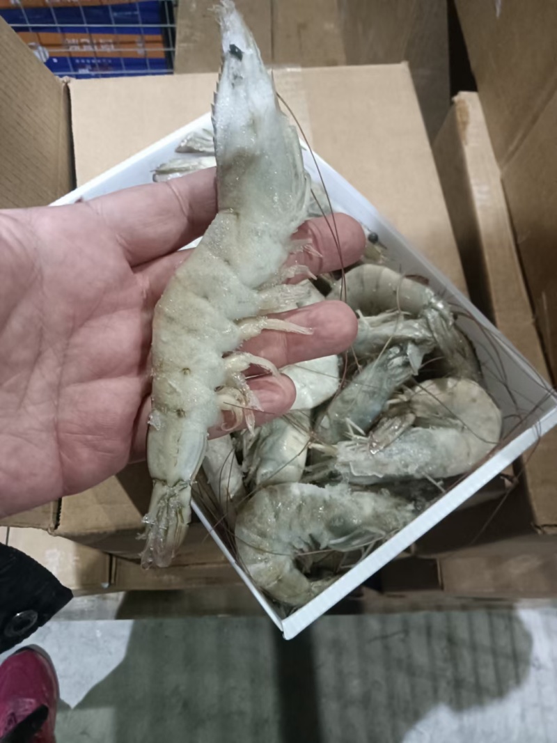 白虾，型号齐全价格优美，欢迎私聊