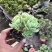 山东济南特色多肉植物，鸡蛋碧桃黑方盆多肉三头起发货