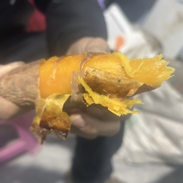 烟台蜜薯中瓜烤瓜都有可以分捡，需要的联系