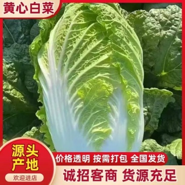 【质优】产地直发精品黄心白菜物美价廉量大从优