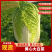 【质优】产地直发精品黄心白菜物美价廉量大从优
