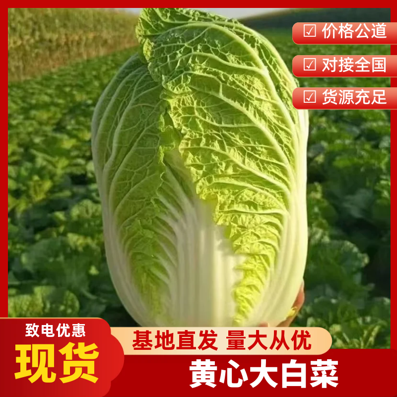 【质优】产地直发精品黄心白菜物美价廉量大从优