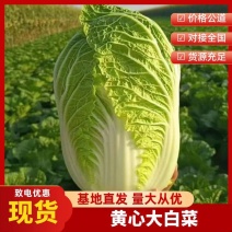 【精选】精品黄心白菜品质保证代发全国货源充足质优