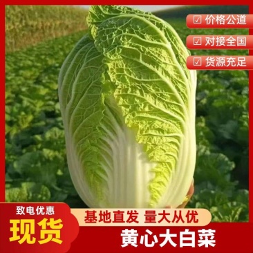 【精选】精品黄心白菜品质保证代发全国货源充足质优