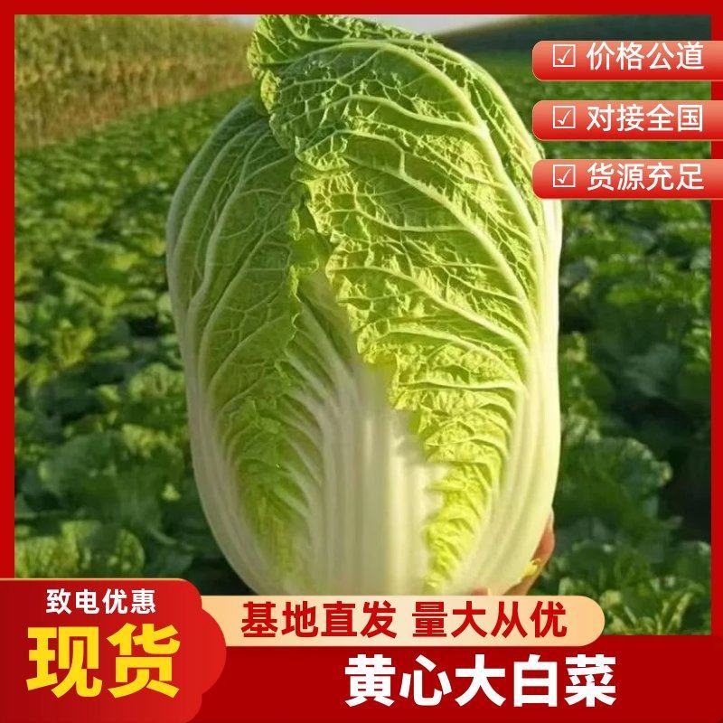 【精选】精品黄心白菜品质保证代发全国货源充足质优