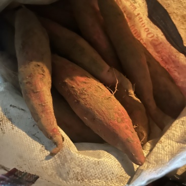 板栗红薯大量有货，软软糯滑口感甚佳大量有货