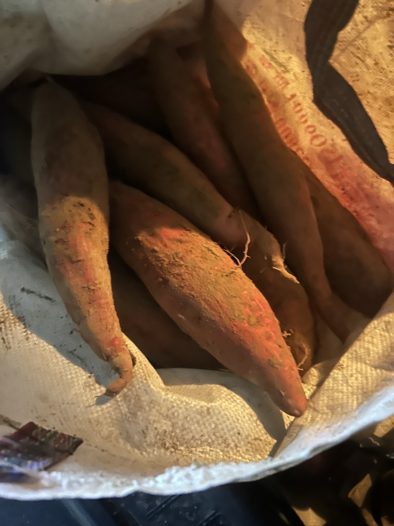 板栗红薯大量有货，软软糯滑口感甚佳大量有货