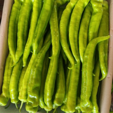 山东精品辣椒，后皮尖椒