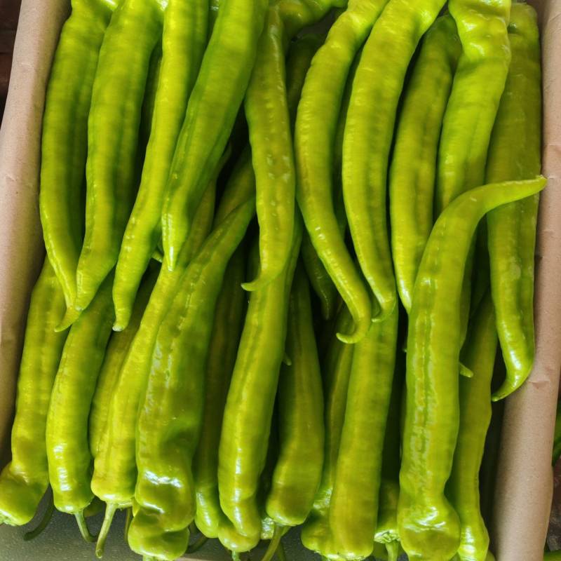 山东精品辣椒，后皮尖椒