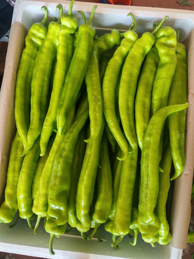 山东精品辣椒，后皮尖椒