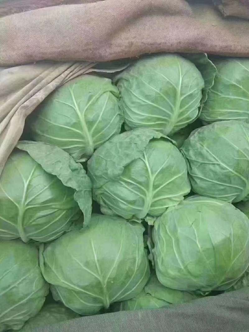 河北精品甘蓝产地直发一手货源保质保量欢迎随时电话联系