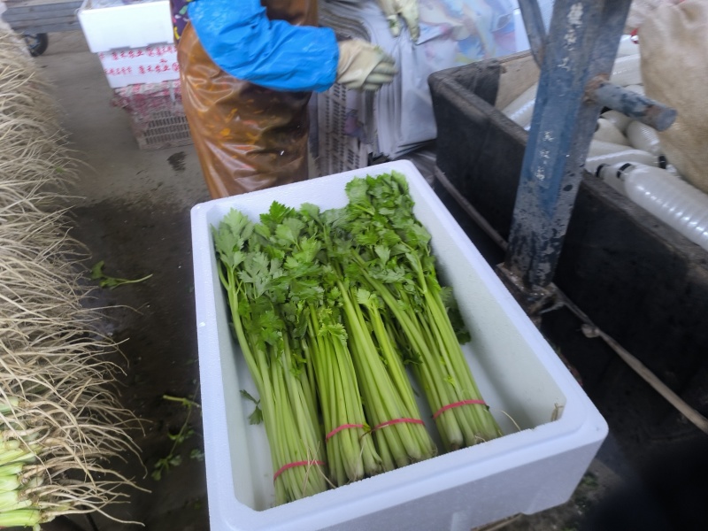 山东康禾芹菜寻全国合作伙伴源头直供