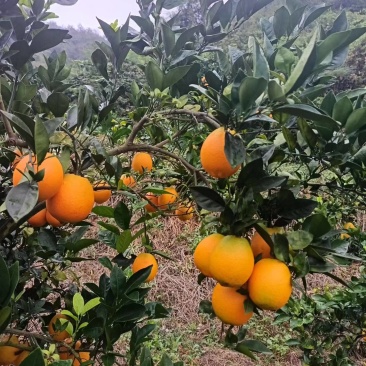 果园脐橙，无甜蜜素，酸甜可口，味美多汁。