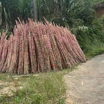 云南红皮脆皮甘蔗