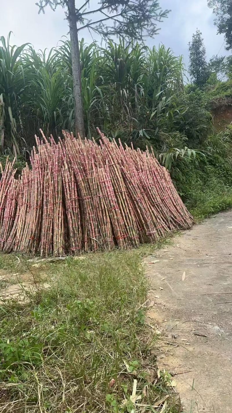 云南红皮脆皮甘蔗