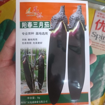 龙盛阳春三月茄种子南方春秋紫黑长茄子种籽小菜园农家种植