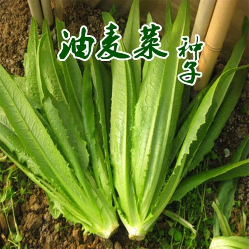 龙盛无斑厚叶油麦菜种子大叶鲜香油麦菜种籽春秋农家蔬菜种籽