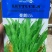 龙盛无斑厚叶油麦菜种子大叶鲜香油麦菜种籽春秋农家蔬菜种籽