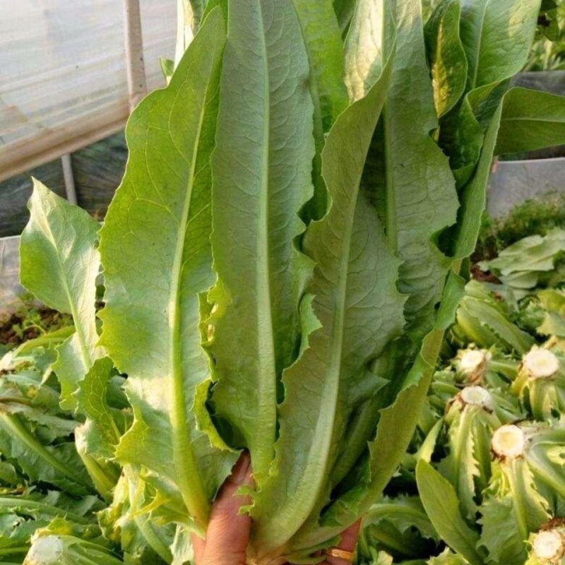 龙盛无斑厚叶油麦菜种子大叶鲜香油麦菜种籽春秋农家蔬菜种籽