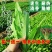 龙盛无斑厚叶油麦菜种子大叶鲜香油麦菜种籽春秋农家蔬菜种籽