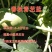 龙盛青培兰种子质脆味甜皮薄无纤维培兰种籽农家菜园基地用种
