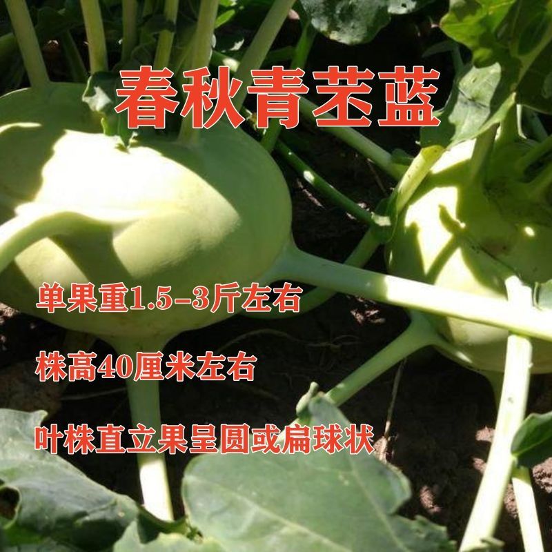 龙盛青培兰种子质脆味甜皮薄无纤维培兰种籽农家菜园基地用种