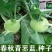 龙盛青培兰种子质脆味甜皮薄无纤维培兰种籽农家菜园基地用种