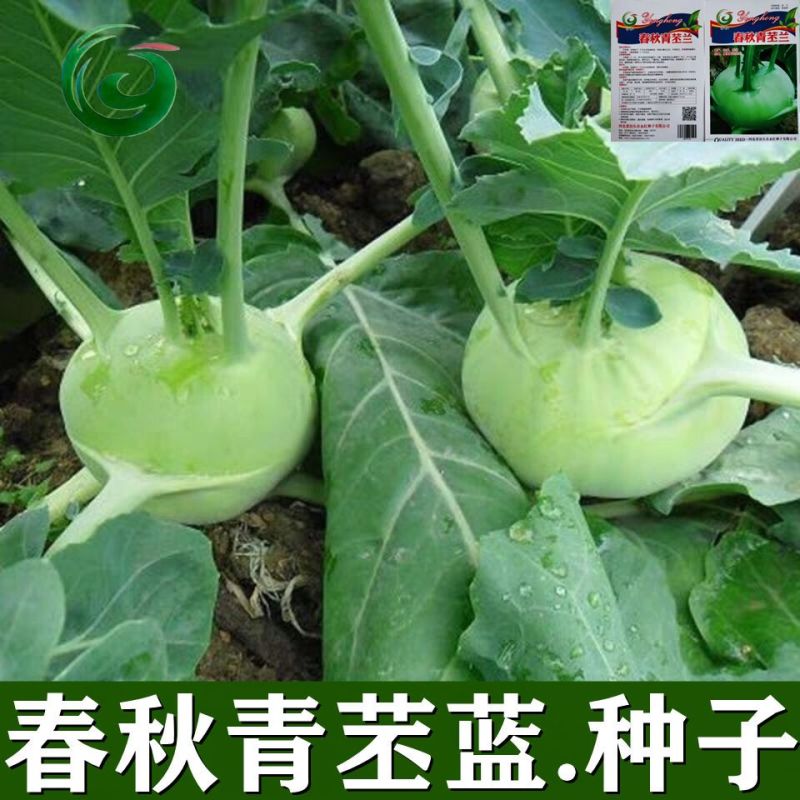 龙盛青培兰种子质脆味甜皮薄无纤维培兰种籽农家菜园基地用种