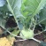 龙盛青培兰种子质脆味甜皮薄无纤维培兰种籽农家菜园基地用种