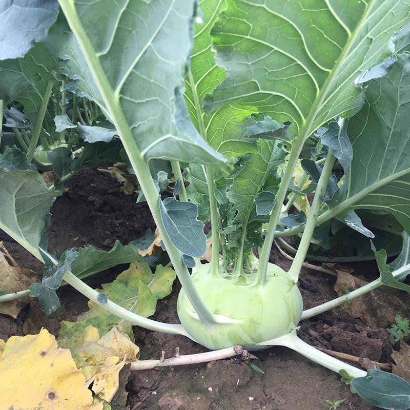 龙盛青培兰种子质脆味甜皮薄无纤维培兰种籽农家菜园基地用种