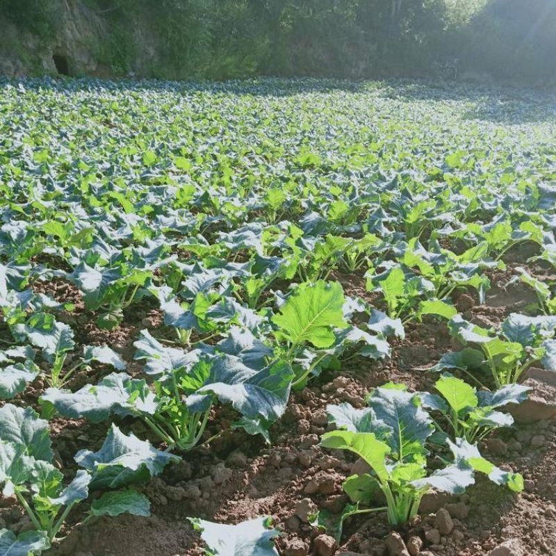 龙盛青培兰种子质脆味甜皮薄无纤维培兰种籽农家菜园基地用种