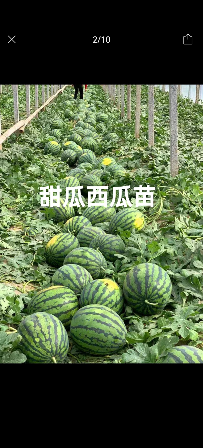 美都西瓜苗8424甜王直播苗金城5号龙卷风2K大量现苗
