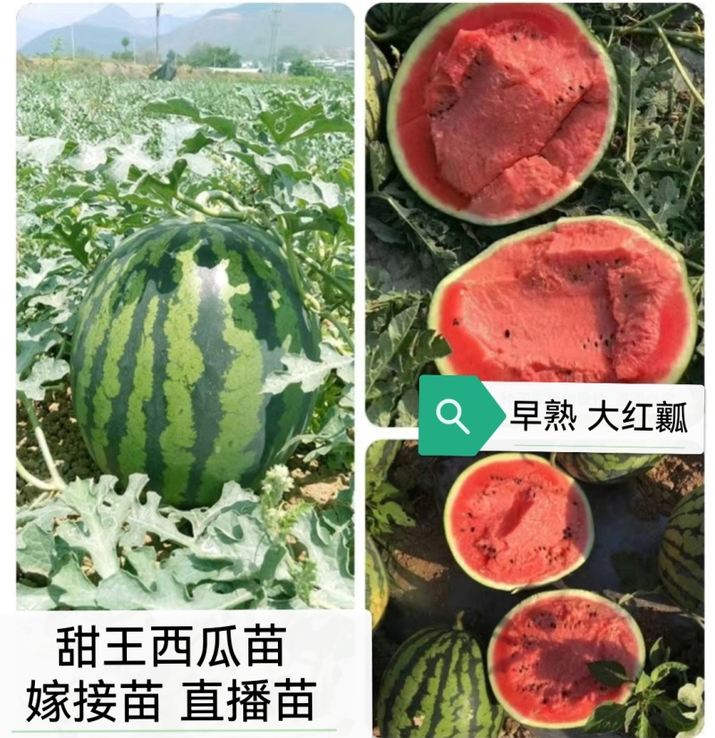 美都西瓜苗8424甜王直播苗金城5号龙卷风2K大量现苗
