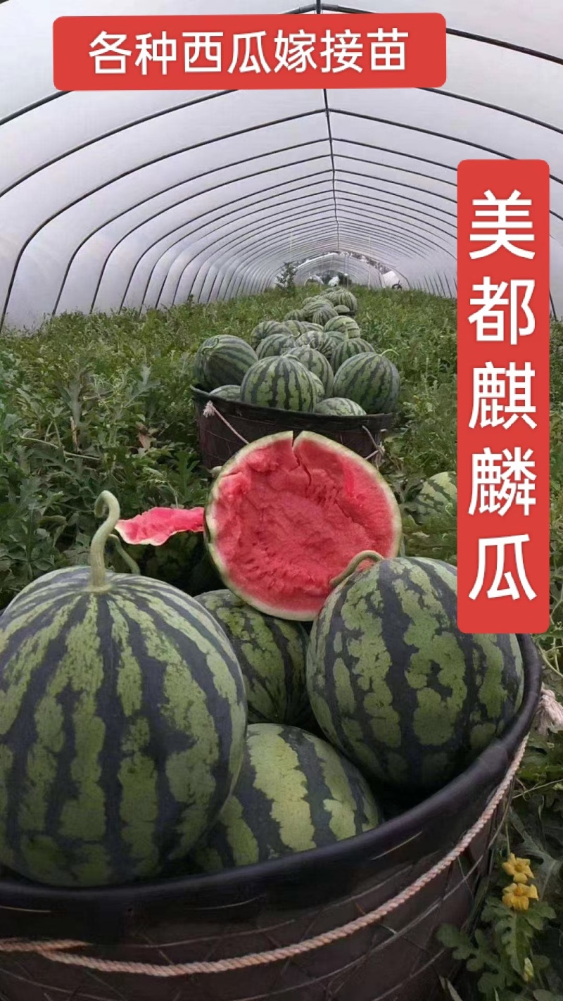 美都西瓜苗8424甜王直播苗金城5号龙卷风2K大量现苗