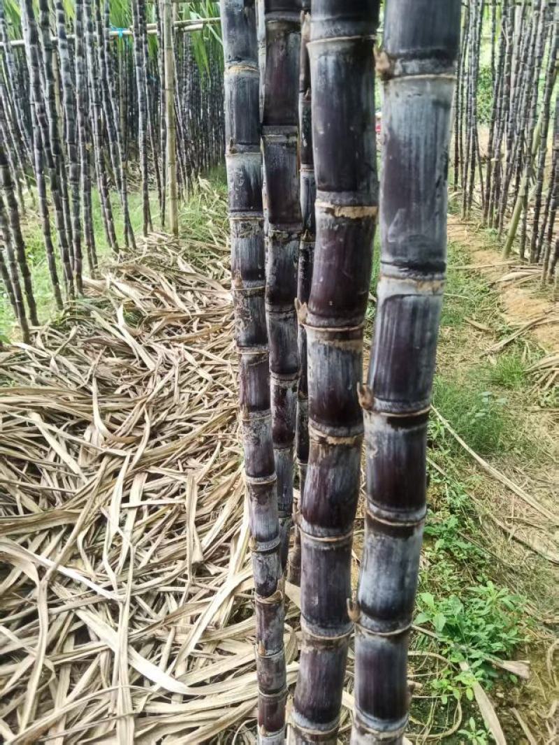 韶关翁源黑皮甘蔗甘蔗产地现砍现发产地直发品质保证