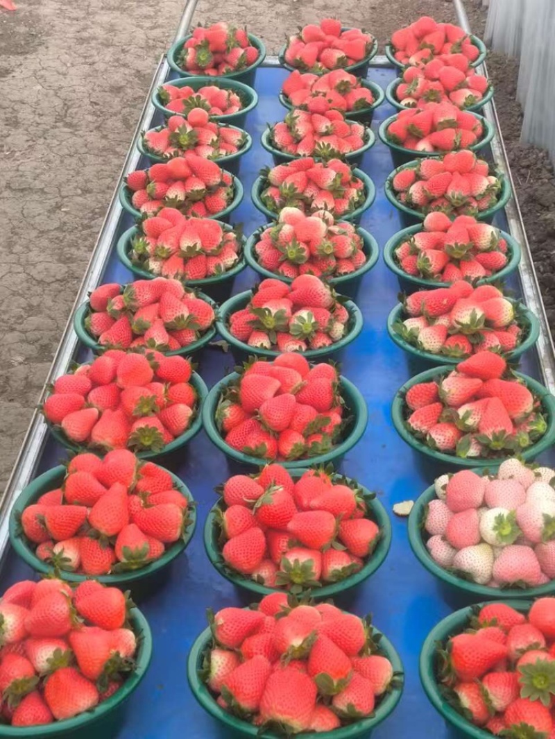 河南洛阳奶油草莓即将大量上市支持预订欢迎来电咨询