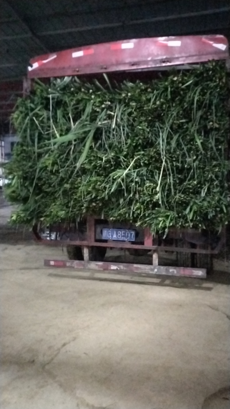 甘蔗甘蔗甘蔗甘蔗