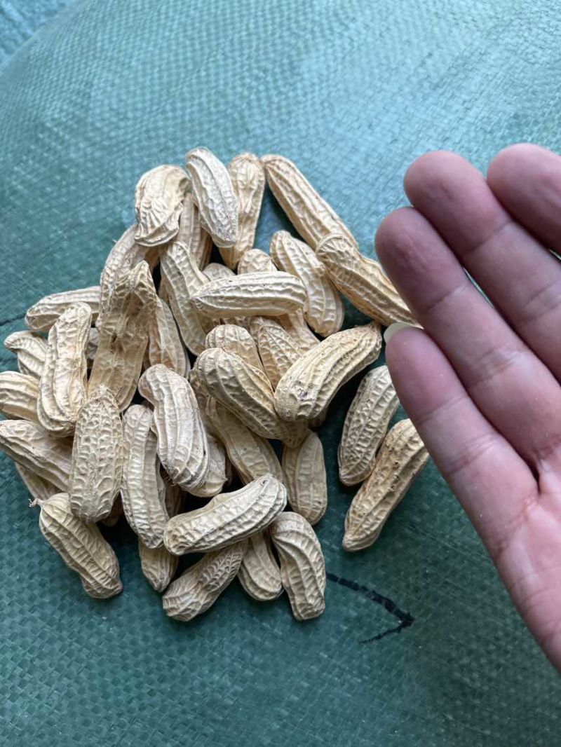 云南黑花生富硒机选带壳干货批发颗粒饱满口感甜糯