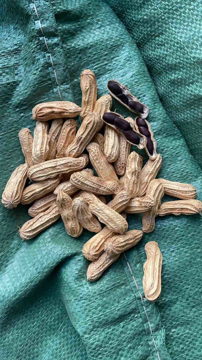 云南黑花生富硒机选带壳干货批发颗粒饱满口感甜糯