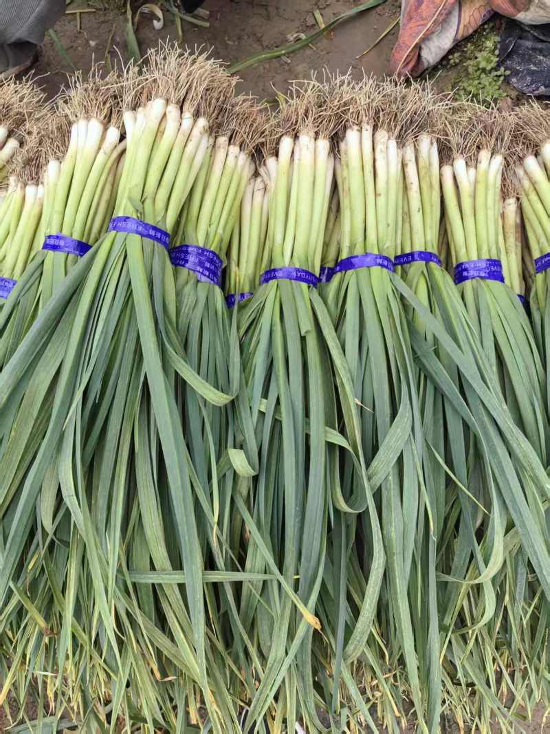 【推荐】河南商丘精品蒜苗，白根蒜苗质优价廉一手货源