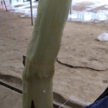 甘蔗甘蔗甘蔗甘蔗