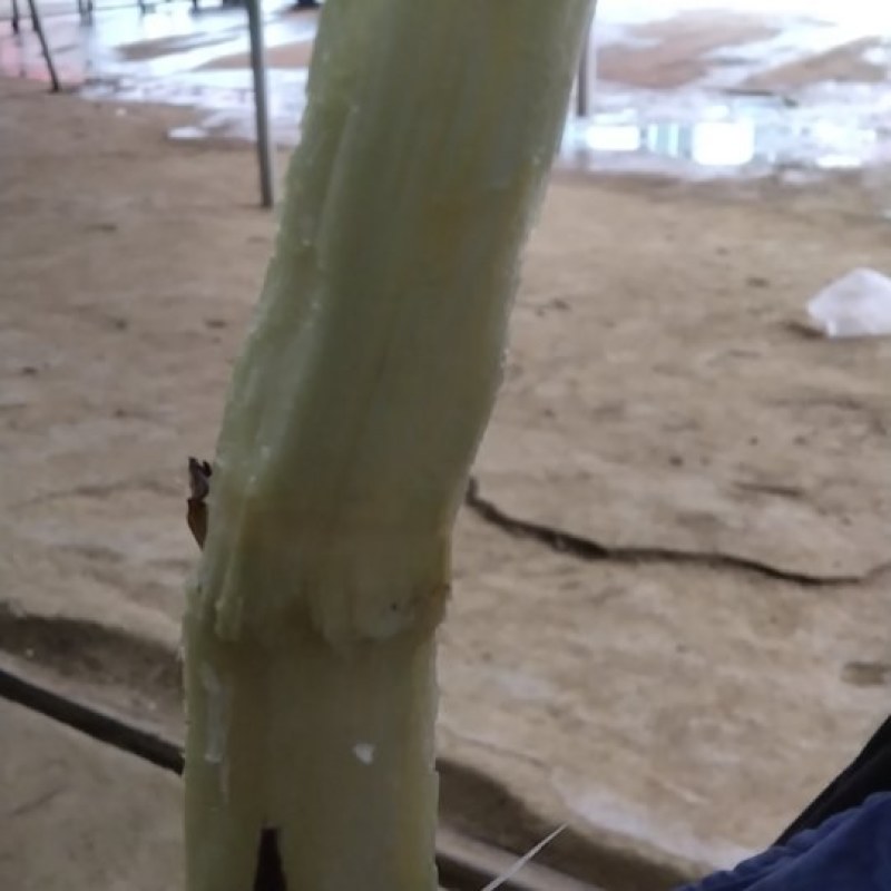 甘蔗甘蔗甘蔗甘蔗