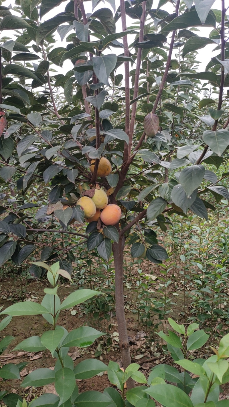 柿子树